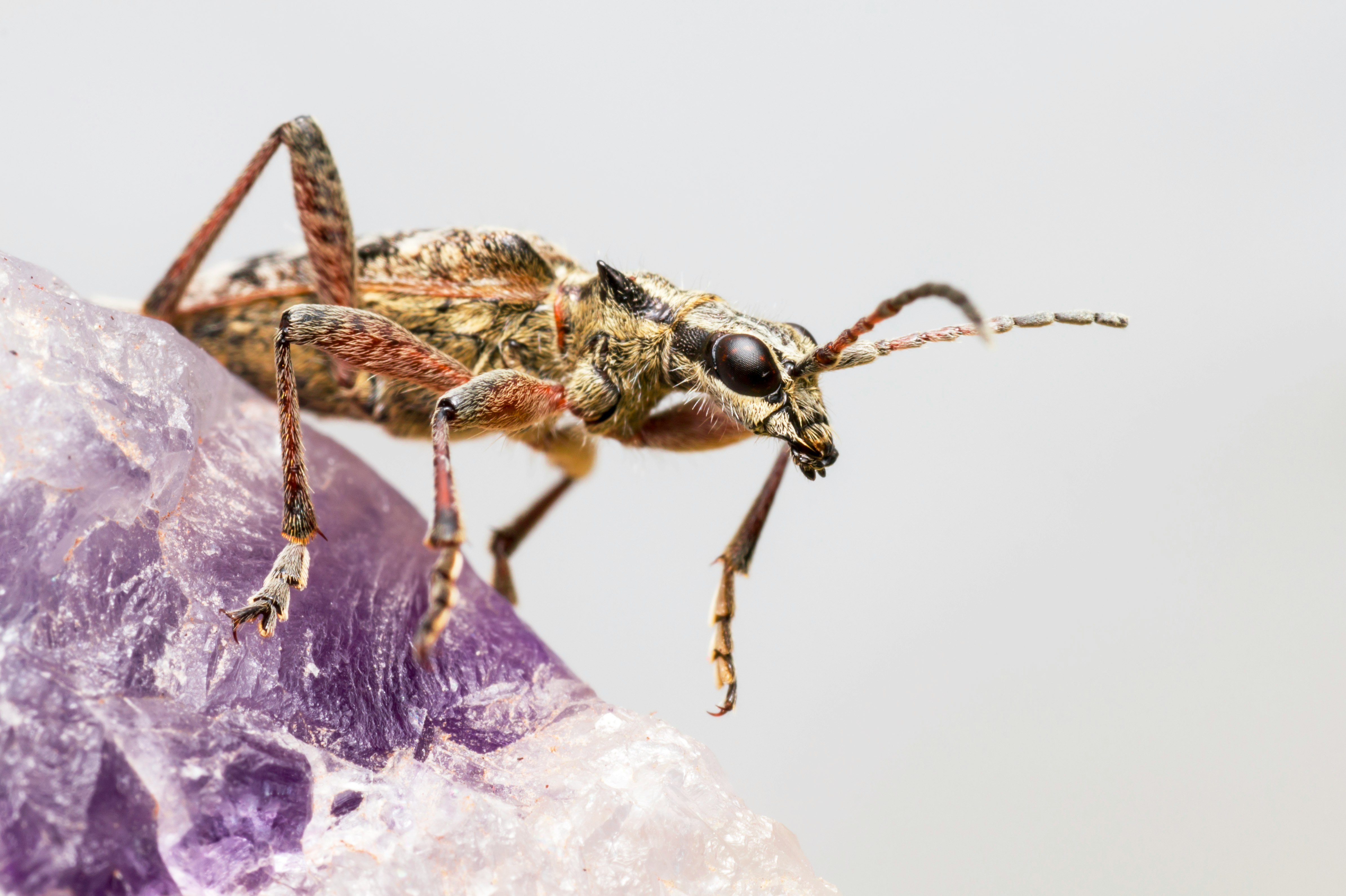 brown and black insect on purple flower